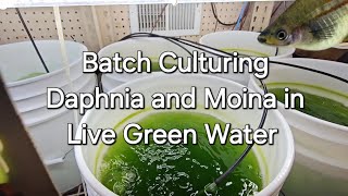 Batch Culturing Daphnia and Moina in Live Green Water [upl. by Aneeras917]