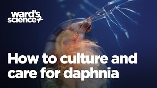 Caring and Culturing for Daphnia [upl. by Citron]