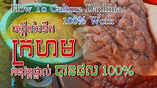 Tutorial how to culture daphnia​ real show  របៀបបង្កើតចៃទឹកក្រហមដោយអនុវត្តផ្ទាល់  Daphnia culture [upl. by Koeppel]