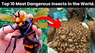 10 Most Deadliest Insects In The World  dangerousinsects [upl. by Browne681]