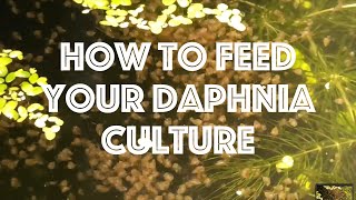 How To Feed Your Daphnia Culture [upl. by Arleen]