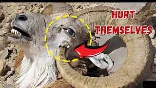 The Most Shocking Ways Animals Intentionally Harm Themselves [upl. by Anitsrihc802]