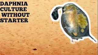 HOW TO CULTURE DAPHNIA NATURALLY WITHOUT A STARTER [upl. by Tedric]