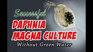 How to Cultue Daphnia Magna the Easy Way [upl. by Assilem976]