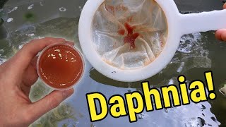 How I Culture Daphnia In Outdoor Tubs [upl. by Wilkins]