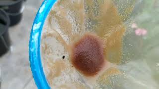 How to culture daphnia moina in a small container Part 1 English Subtitle [upl. by Ahsoyek]