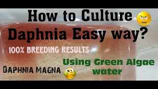 Daphnia MagnaHow to Culture Daphnia Easy wayCulturing Daphnia using Green water Daphnia [upl. by Nickolaus809]