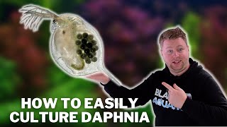 Great Live Fish Food  How to Easily Culture Daphnia  Water Fleas and What to Avoid [upl. by Atniuqal]