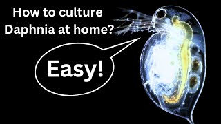 BEST Live Fish Food Beginner guide How to Culture Daphnia at home [upl. by Akoyn]