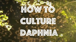 How To Culture Daphnia Magna [upl. by Hoffert]