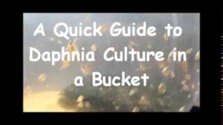 How to culture daphnia outside [upl. by Aipmylo941]