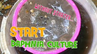 How to culture daphnia moina the easy way 1  Starting the Daphnia culture [upl. by Keg987]