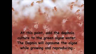 Daphnia  How to grow daphnia in your home [upl. by Geer]