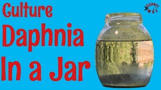 How to Culture Daphnia in a Jar [upl. by Ettevram]