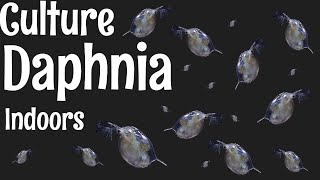 How to Culture Daphnia [upl. by Nadruoj543]