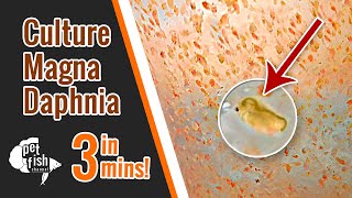 How to culture DAPHNIA MAGNA  The easy way [upl. by Naujyt]