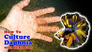 How to Culture Daphnia with ZERO Cost  Unlimited Live Food For Our Fish [upl. by Bolan]