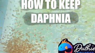 How to do a Daphnia Culture [upl. by Nnaitsirhc]