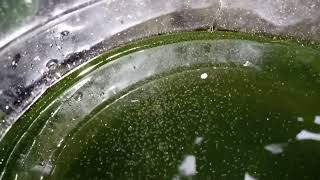 DAPHNIA MOINA CULTURE IN A SMALL BUCKET [upl. by Ulu]