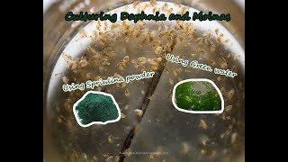 How To Culture Daphnia and Moinas using Green Water Spirulina powder [upl. by Yelsa]